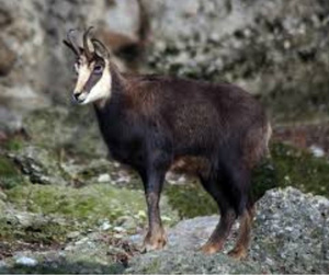 Chamois is one of the game species in southern New Zealand